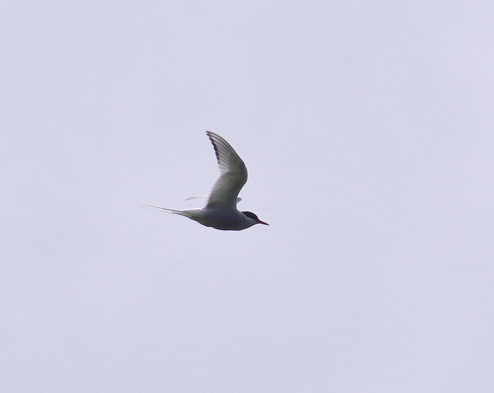 Unmistakable shape of Artic Tern