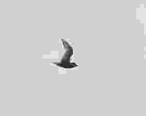 Unmistakable shape of Artic Tern