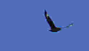 Aggressive Great Skua or 'Bonxie'