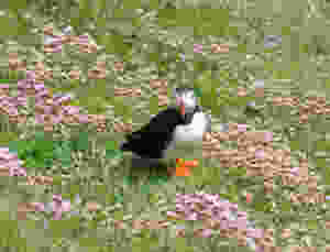 Curious Puffin by Phil Keetley