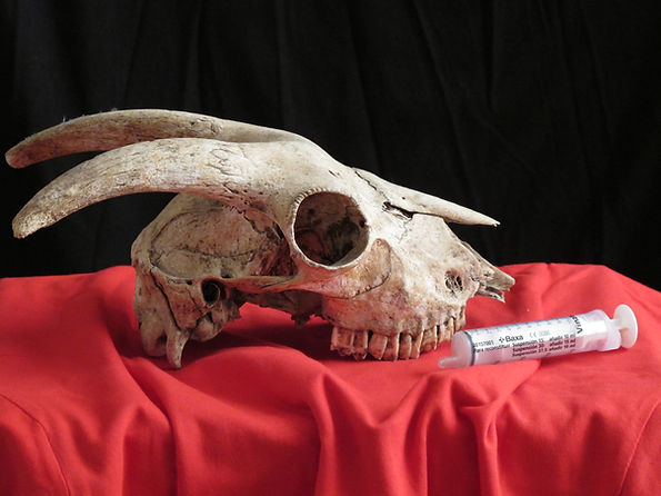 VANITAS | Color Photography