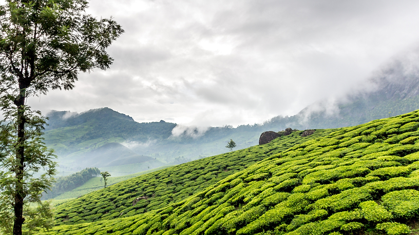 Tea Garden.png