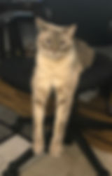 IMG_3525.jpeg
