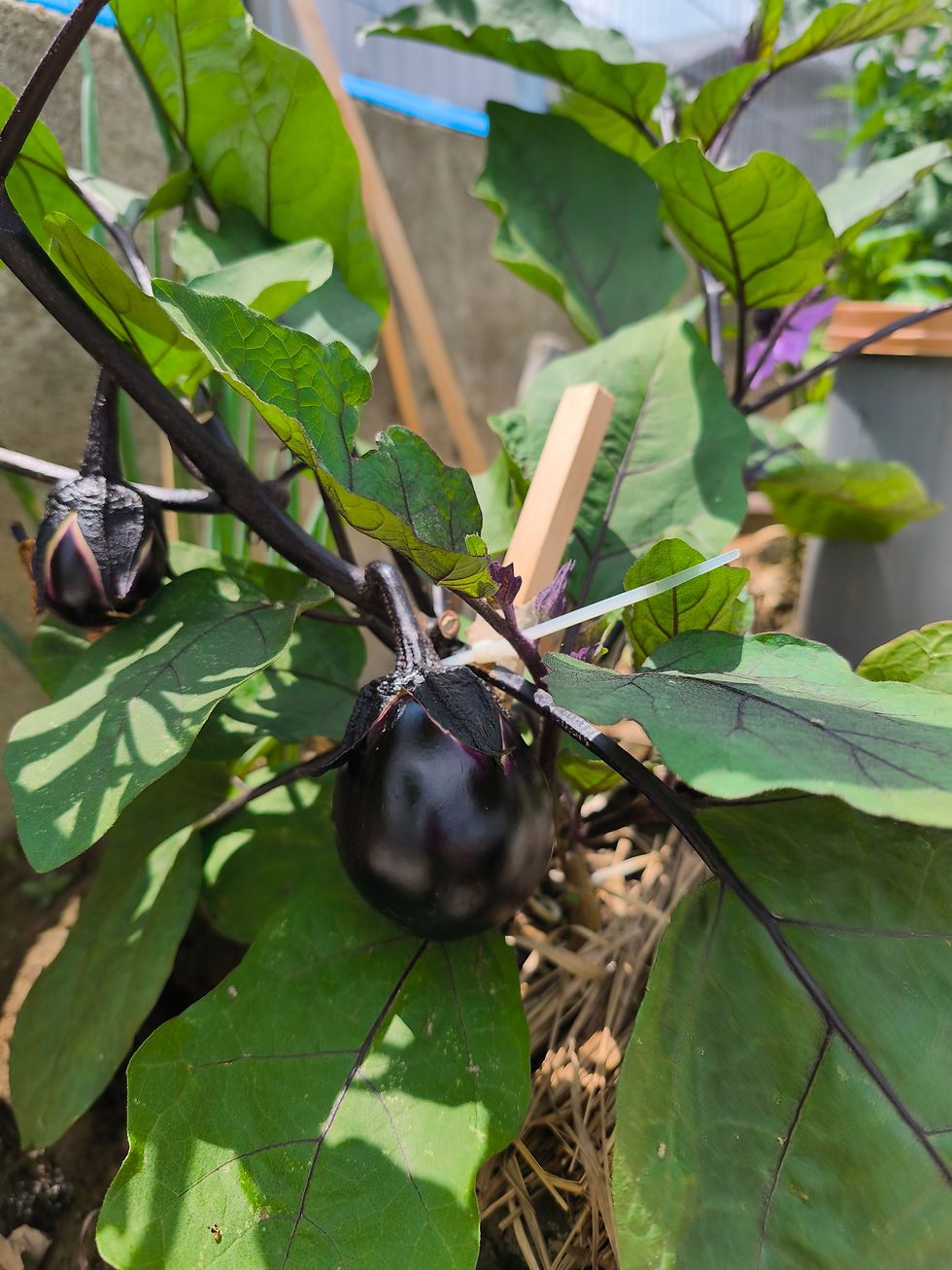我が家の野菜たち必死です（笑）