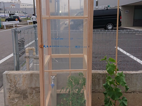 トマトに雨除けの囲いを付けました。