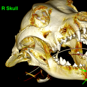 zooey-r-skull-3d-color-oblique-view.png