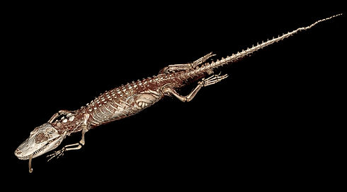 Alligator210_preview_image_03-002-b.jpeg