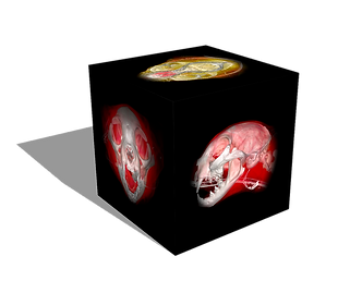 Front-Top-LLat_Cat_Voxel_(NoBackground)_