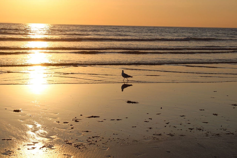 Seagull stroll