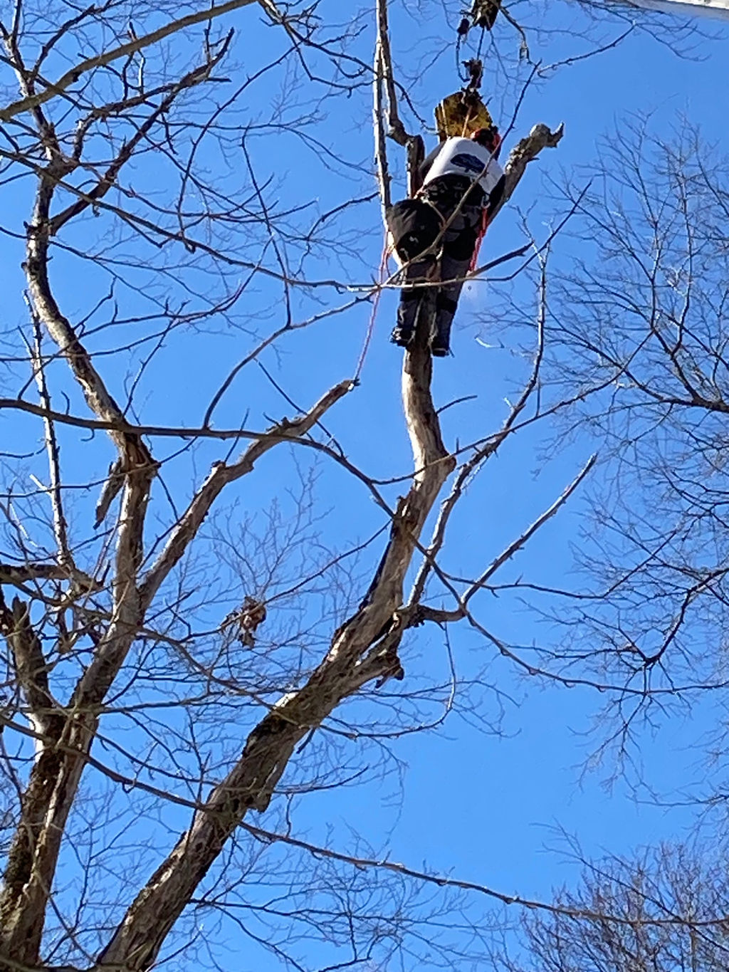 Tree Service Erie Odd Job The Tree Specialist Llc. Erie
