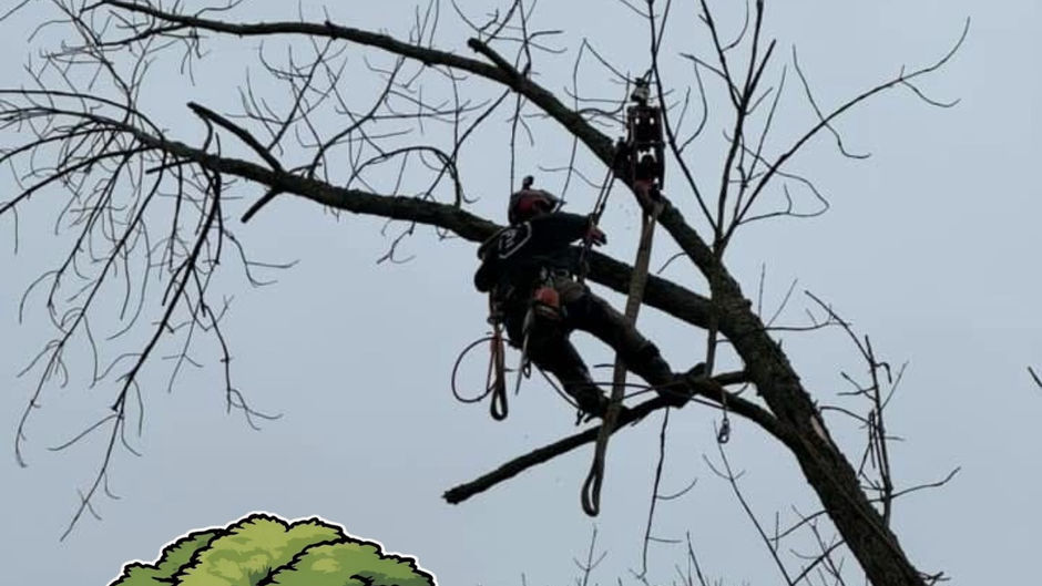 Tree removal Tip!