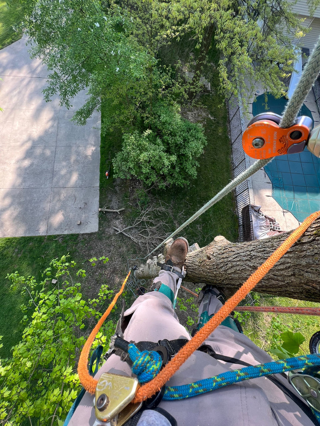 Tree Service Erie Odd Job The Tree Specialist Llc. Erie