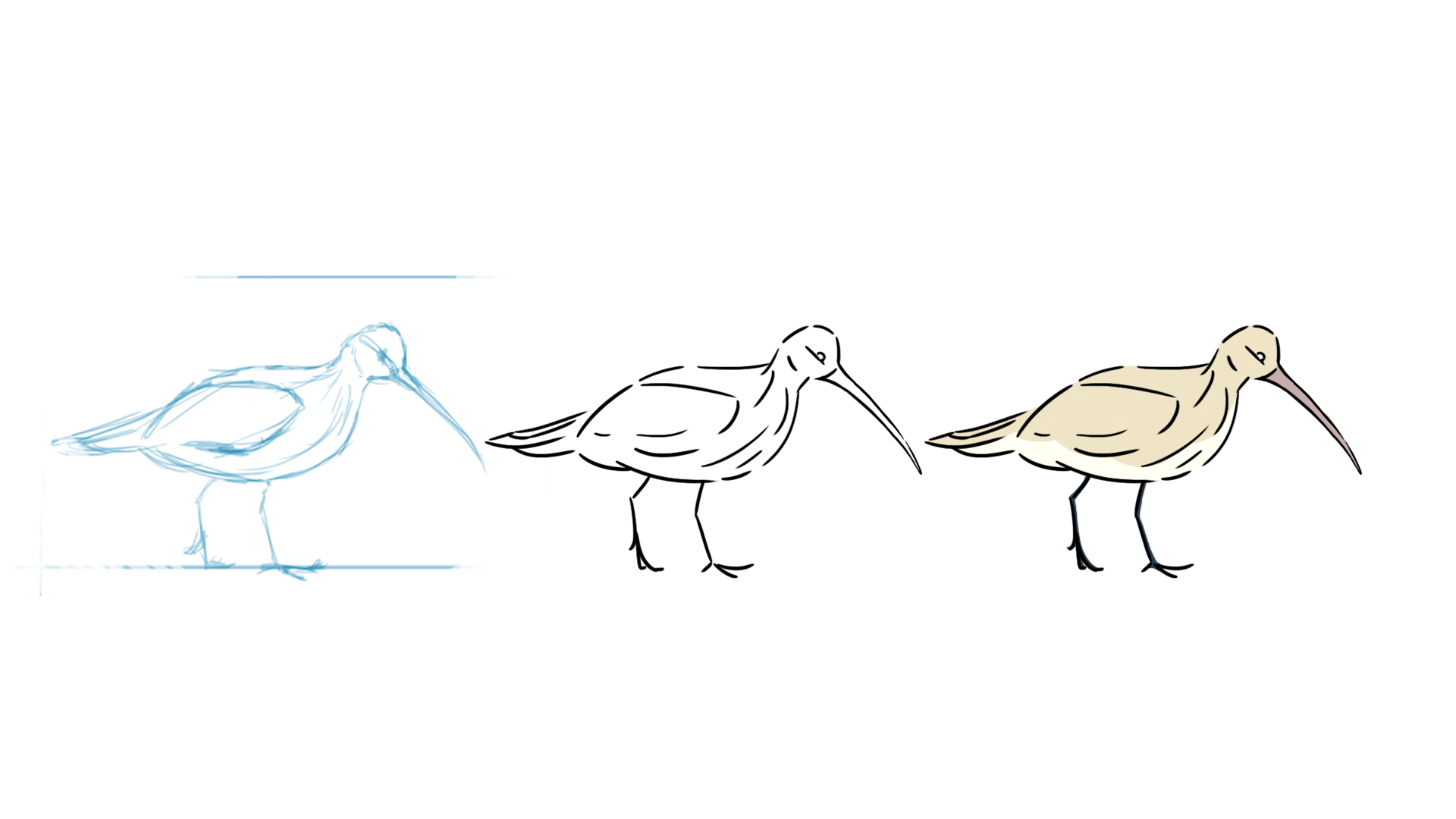 curlew sketches colour 4