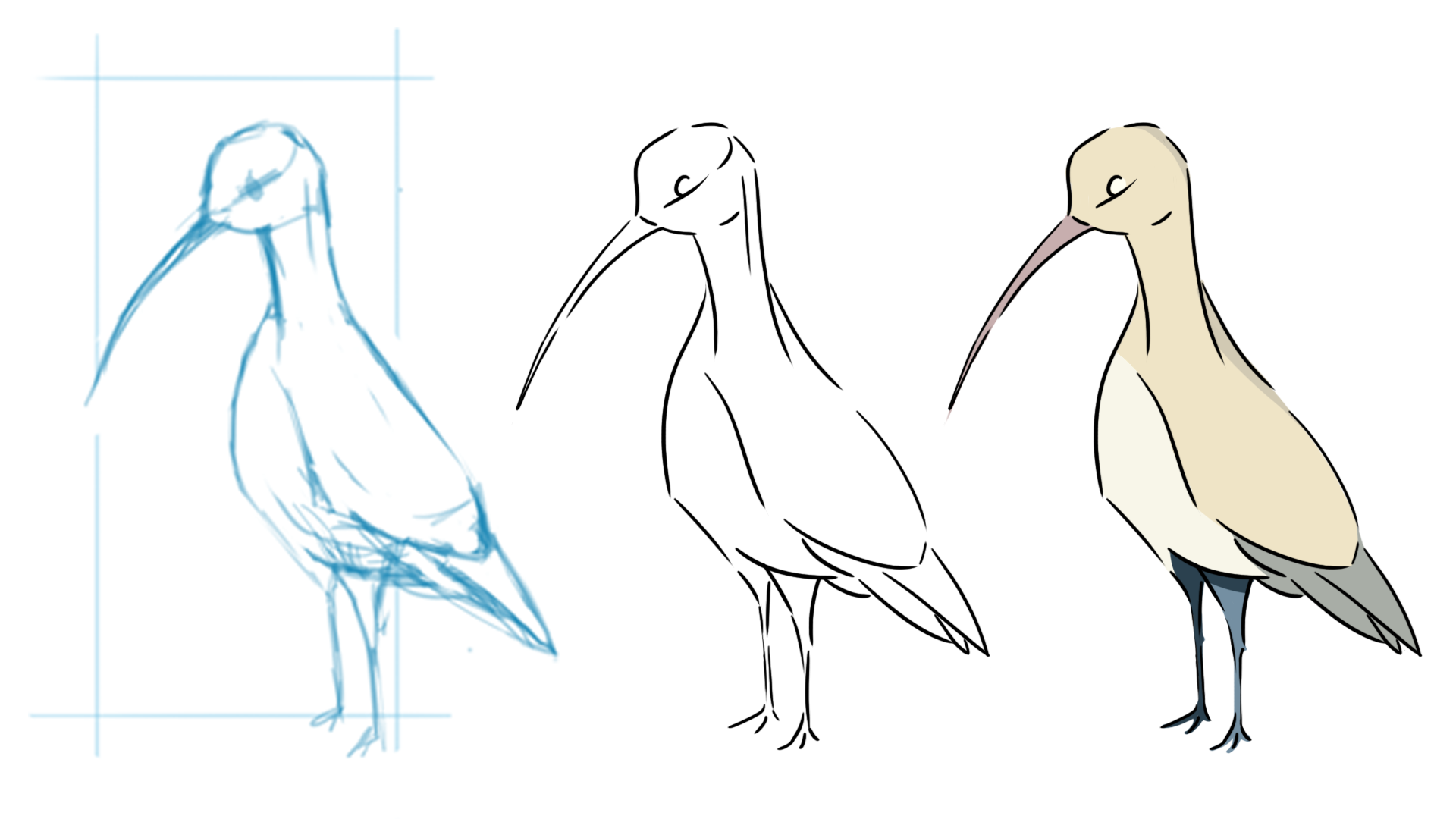 curlew sketches colour 3