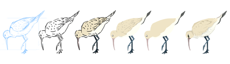Curlew