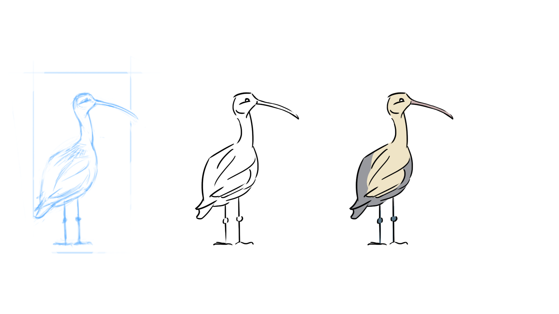 curlew sketches colour 7