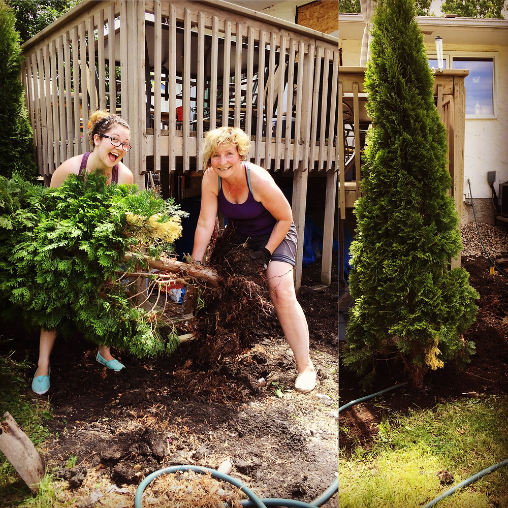 Moving a cedar!!