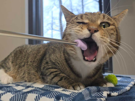 I Bite