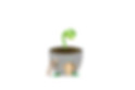 We plant that seed in their pot.