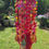 Thumbnail: Vibrant, Multicolor Crystal and Stained Glass Wind Chime