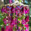 Thumbnail: Magenta and Green Hummingbirds Crystal Sun Catcher/Wind Chime
