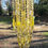 Thumbnail: Custom Order for JJM ~ Large Yellow Crystal Wind Chime ~Balance
