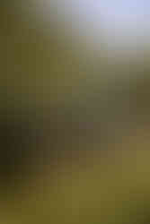 Napa Valley Wineries