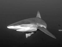 Shark Mother
