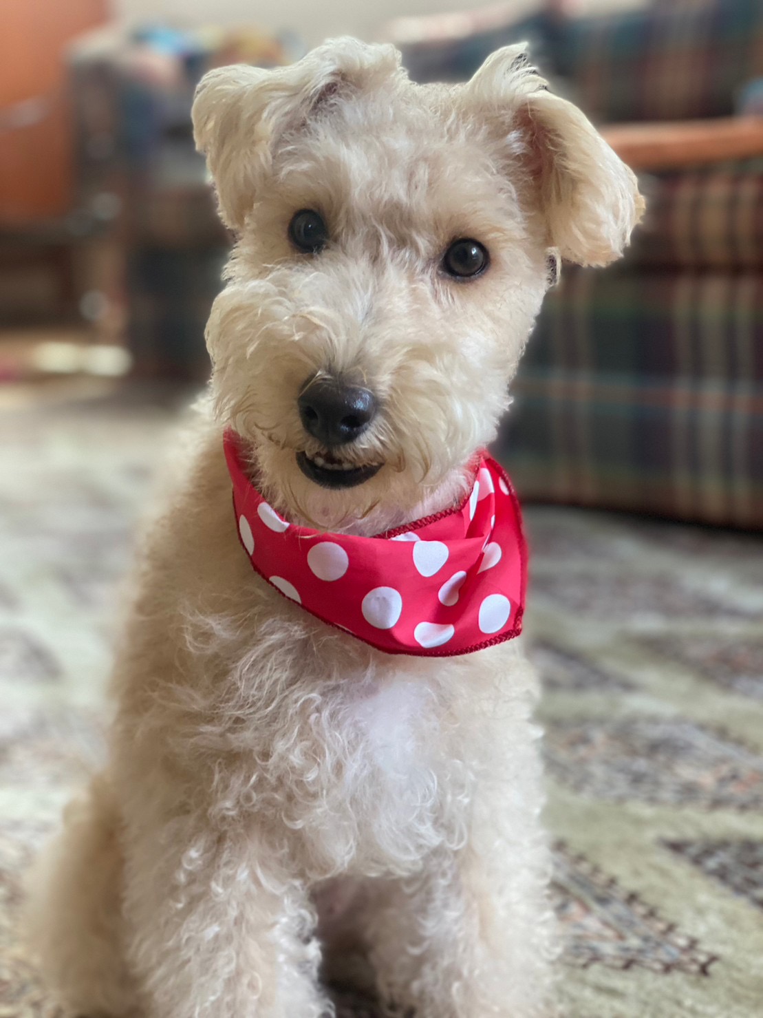 元のペット写真（Before）