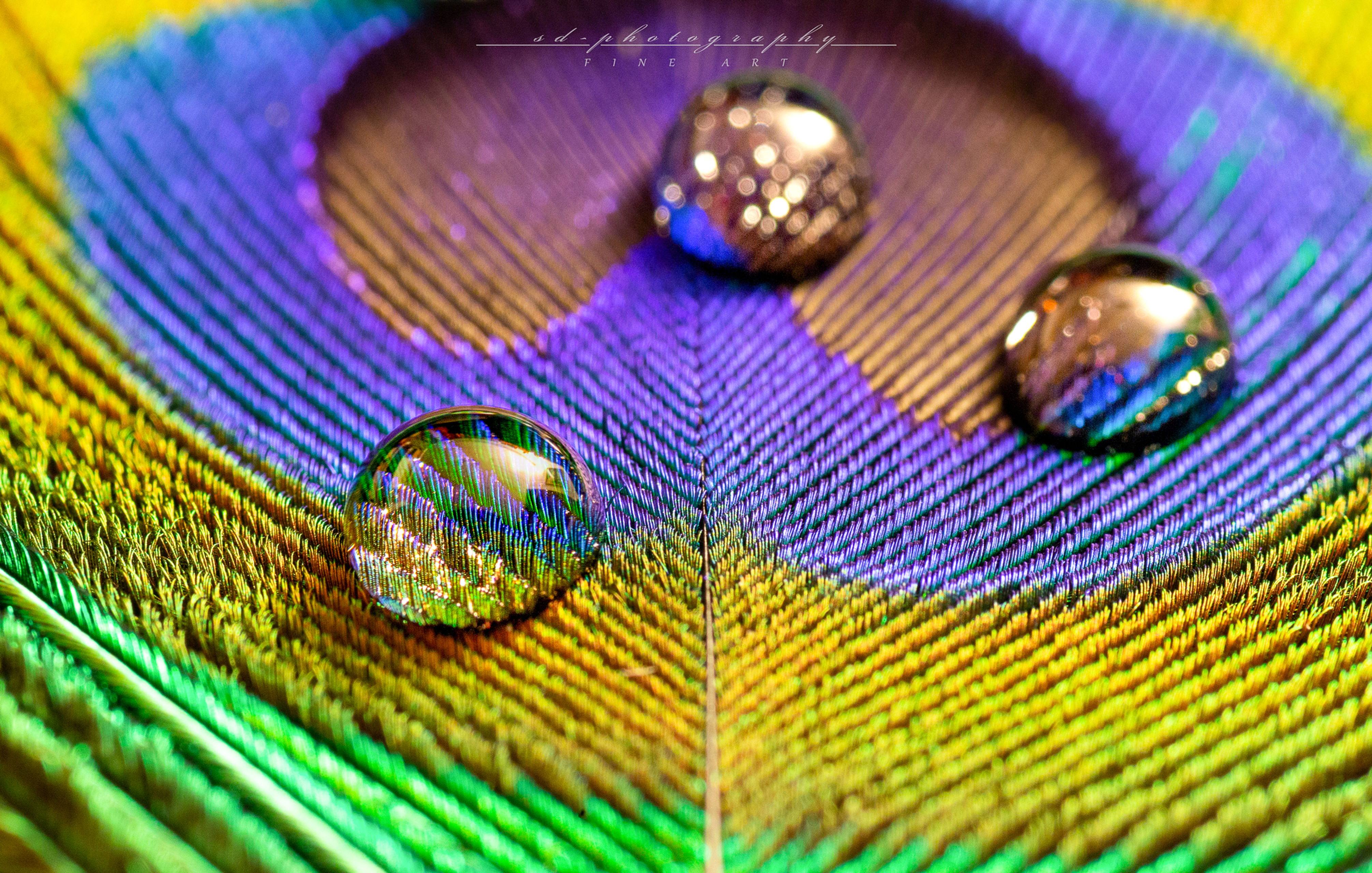 Tropfen auf Pfauenfeder