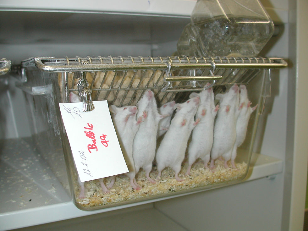 Mäuse im Tierversuchslabor