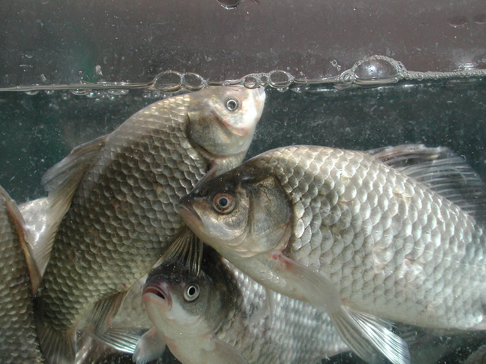 Fischzucht