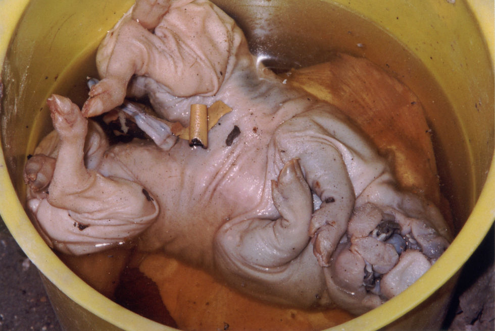 Schweine