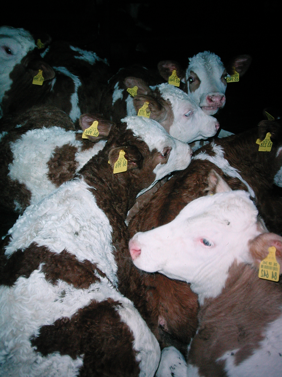 Von der Milchproduktion übrig