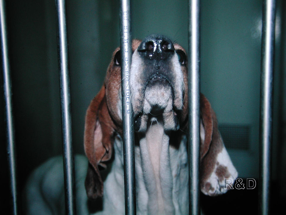 Beagle