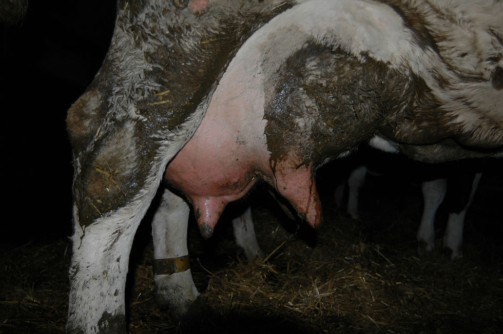 Mastitis