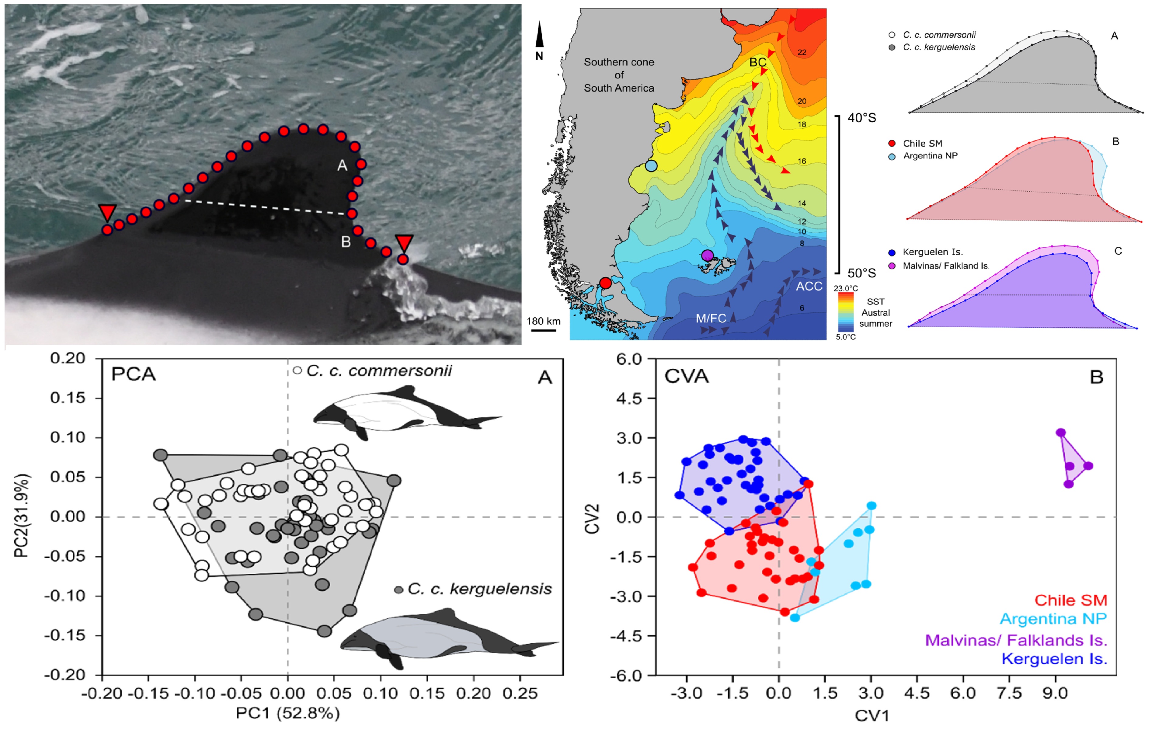 Tunable_spin-wave_resonance_and_chirality_control_in_concentric_nanotori_for_advanced_spin