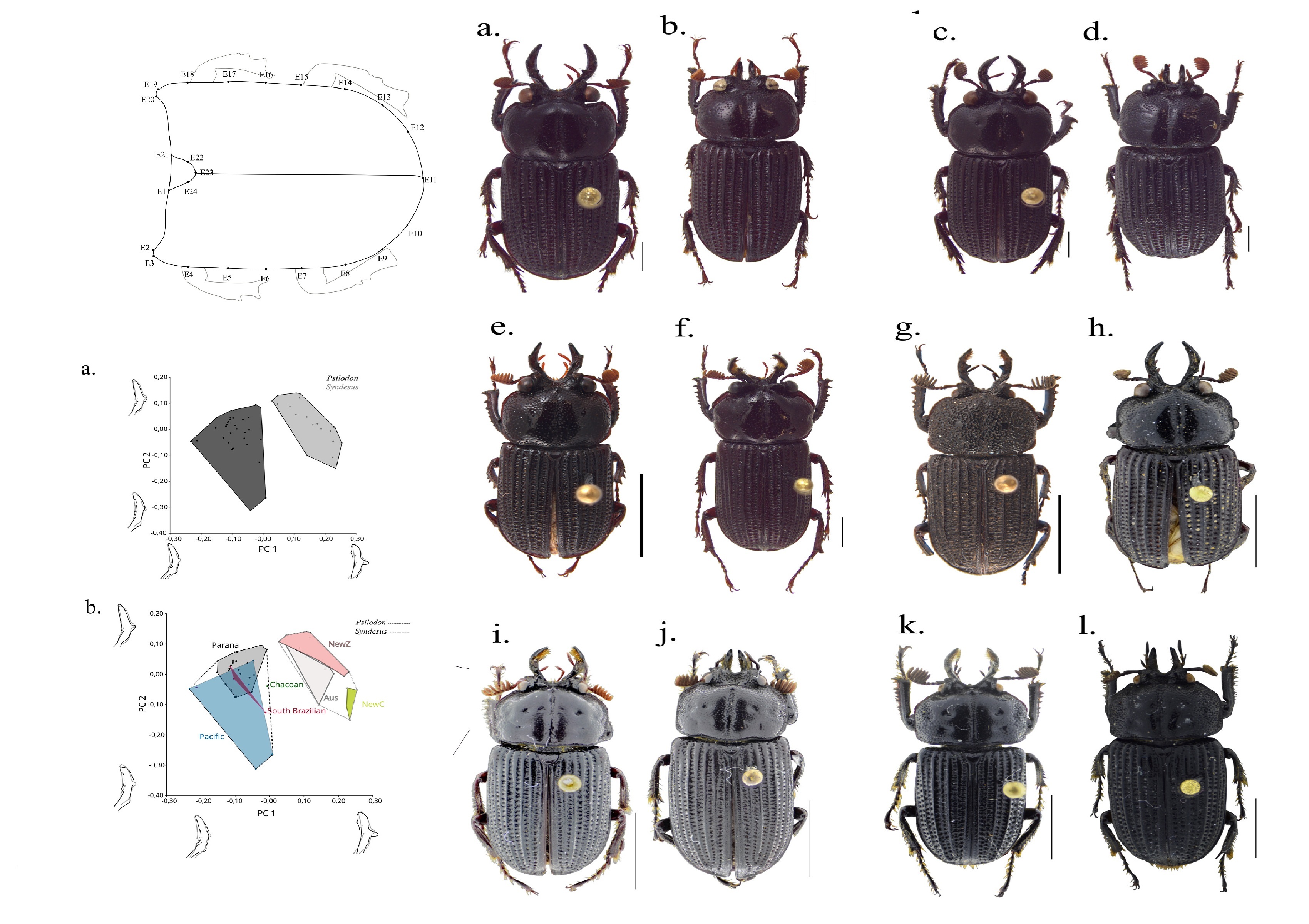 Tunable_spin-wave_resonance_and_chirality_control_in_concentric_nanotori_for_advanced_spin
