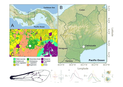 Developmental_Stability_Across_Seasons_but_Not_Months-Wing_Asymmetry_Responses_of_an_Orchi