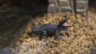 HO Scale Alligator