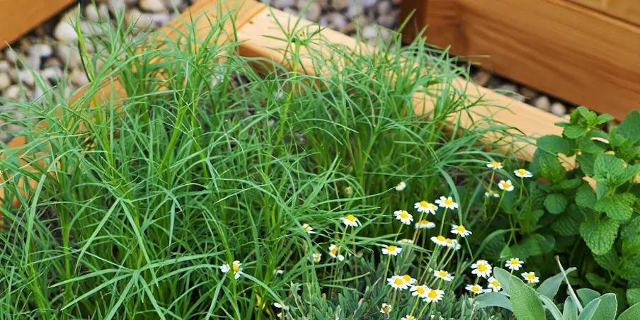 Organic herb garden_edited.jpg