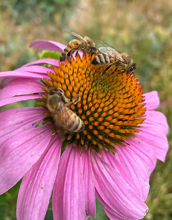 Euthanasia pink flower with bees on it