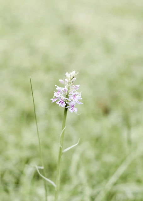 Single white flower with pink specks close up in a green grassy meadow.