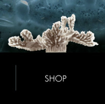 Studio Alisa Sheinson - Shop