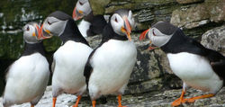 puffins