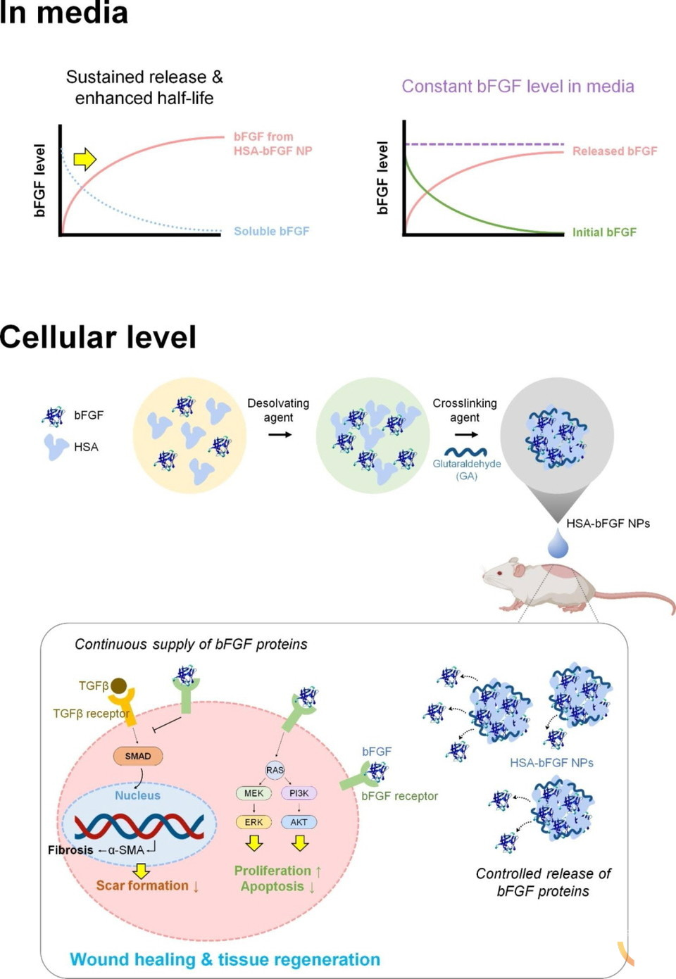 인간 혈청 알부민 기반의 단백질 나노입자를 이용한 염기성섬유모세포성장인자의 전달 및 이를 통한 조직재생 관련 작용 기전