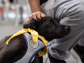 Aprovado na CCJ: projeto que define regras para condução de cães em espaços públicos avança na Câmara de Curitiba