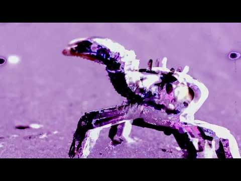 ree