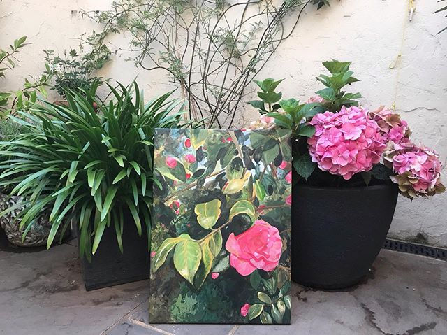 'Hyde Hall Camellia'