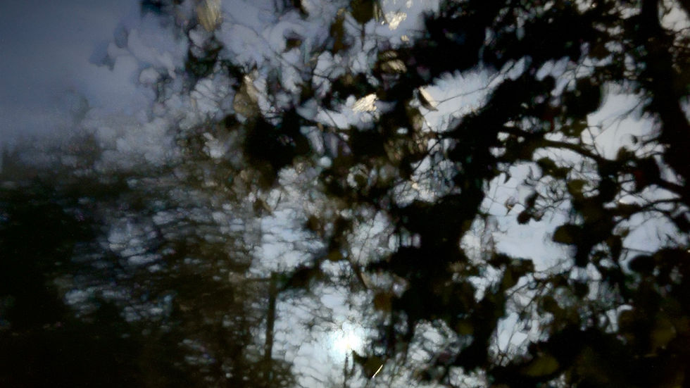 Pinhole Photograph of a painterly view of trees and foliage silhouetted against a dim, cloudy sky, creating a mysterious, dreamy atmosphere.